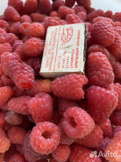 Рассада малины