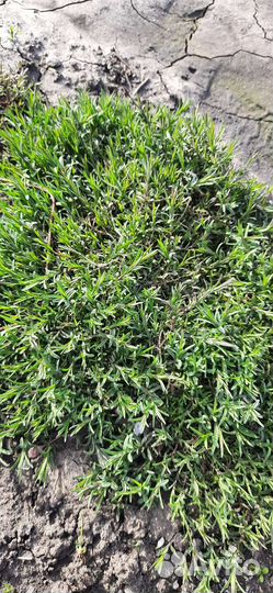 Цветы многолетники