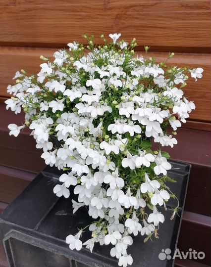 Вегетативная петуния