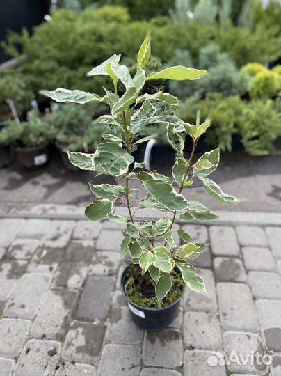 Дёрен, спирея, пузыреплодник, ива