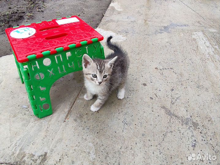 Котята