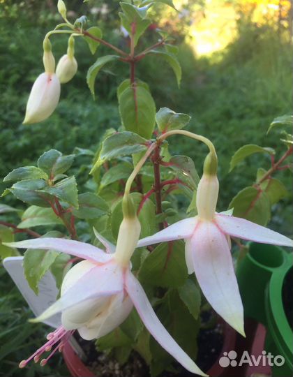 Фукция,бегония