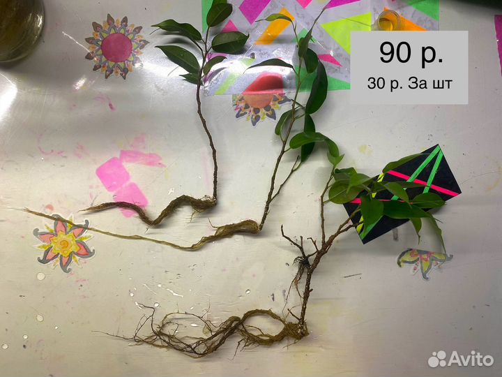 Фикус бенджамина (даниель) отростки