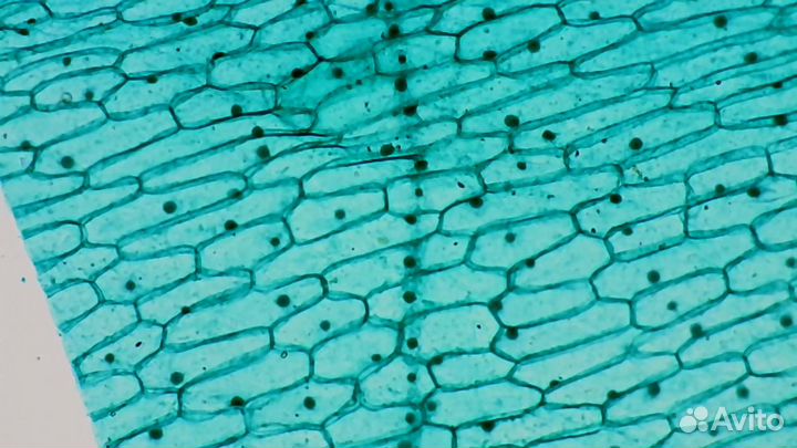 WI-FI видео микроскоп 50х-500х автономный