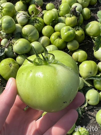 Помидоры зеленые