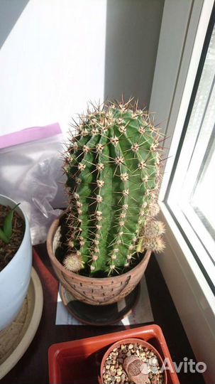 Кактус