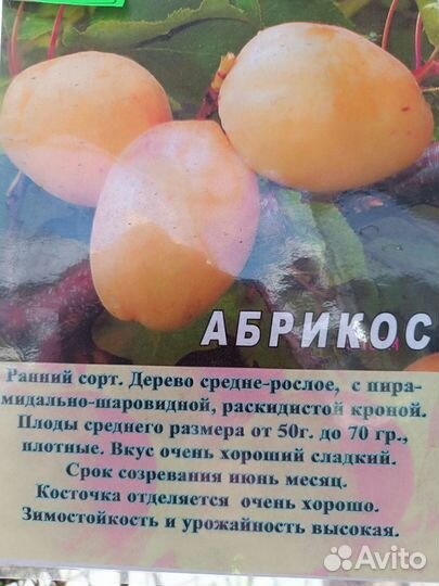 Саженцы абрикос