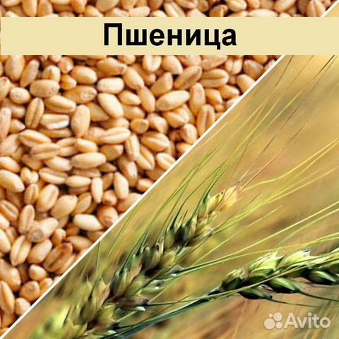 Зерно Пшеница Ячмень Овёс