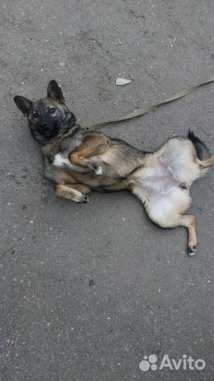 Собака в добрые руки