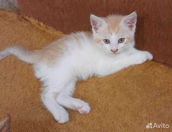 Отдам котенка в добрые руки