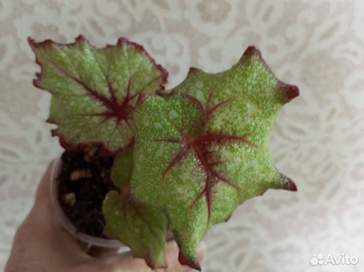Бегония декоративно лиственная