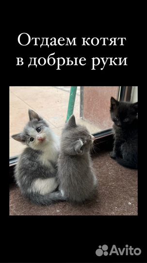 Котята в добрые руки