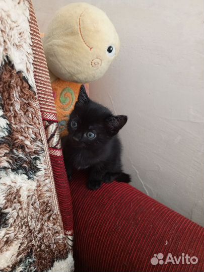 Котенок