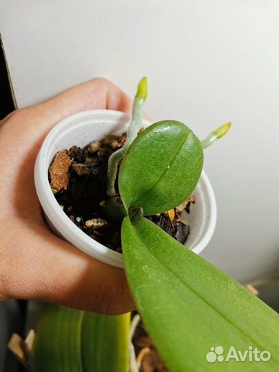 Орхидея phal. Diamond king детка