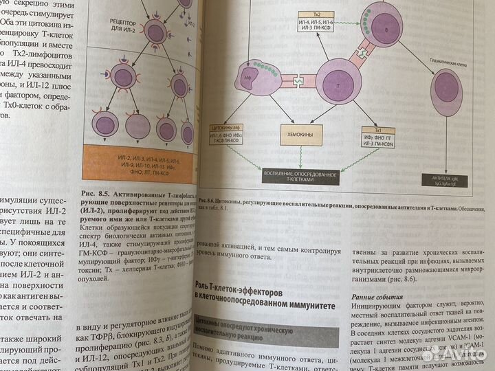 Основы медицинской иммунологии