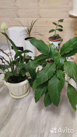 Спатифиллум женское счастье