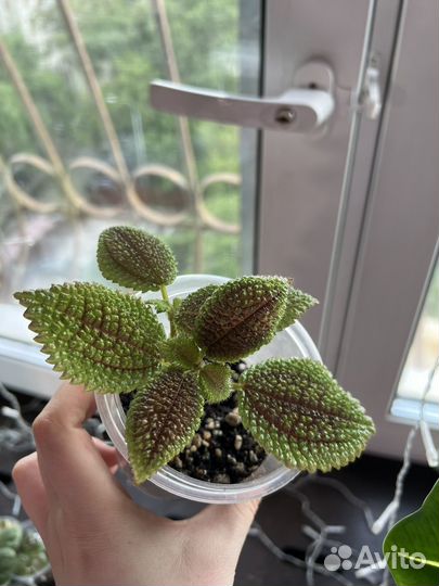 Комнатные растения