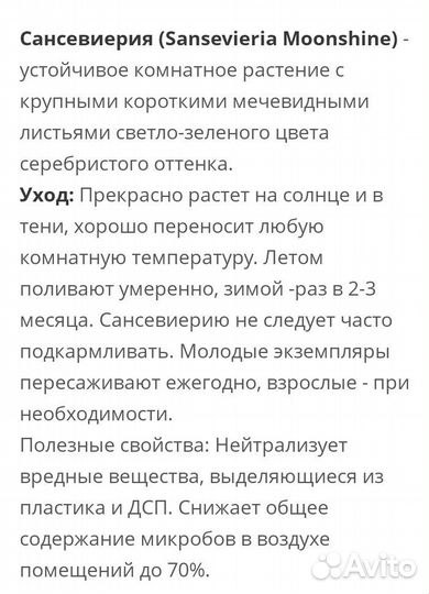 Комнатные цветы сансевиерия муншан