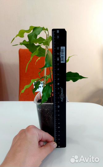 Фикус Бенджамина Голден Моник