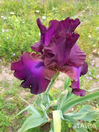 Ирисы бородатые