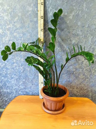 Замиокулькас