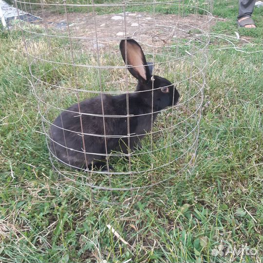 Кролики Стрекачи