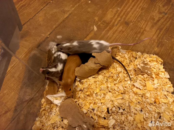 Декоративные мыши