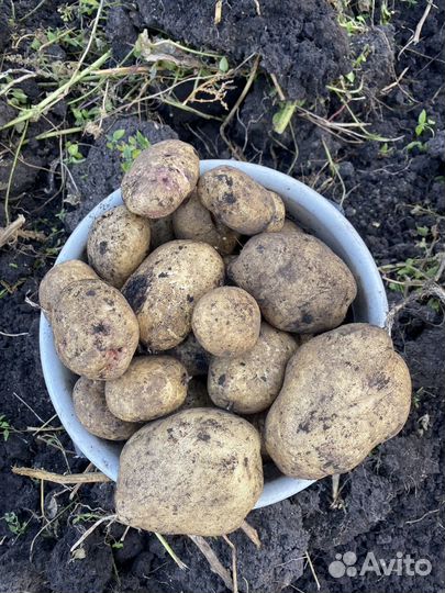 Продам картофель