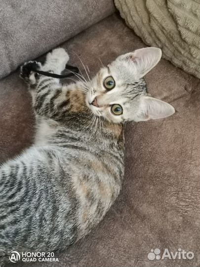 Котенок в добрые руки