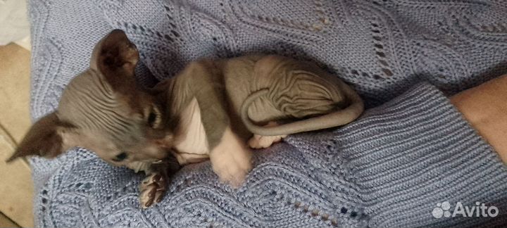 Канадский голорожденный сфинкс котенок мальчик