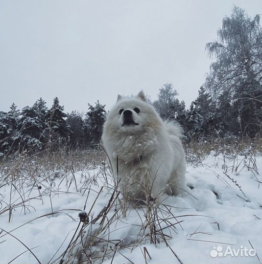 Японский шпиц. Вязка. Кобель