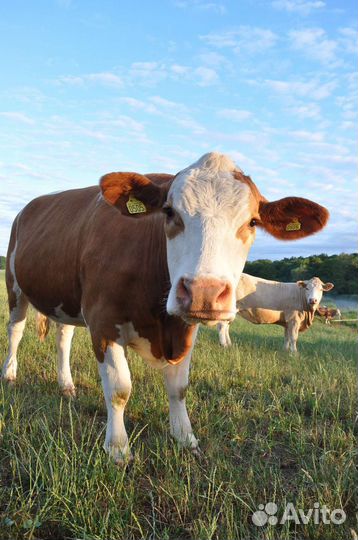 Крупно рогатый скот