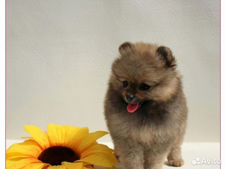 Щенок для любимой