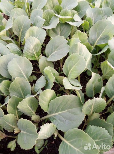 Рассада капусты