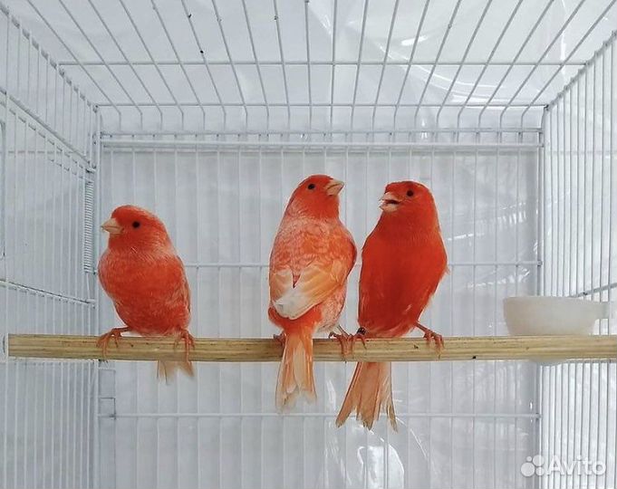 Кенары и канарейки(питомник выставочных птиц)