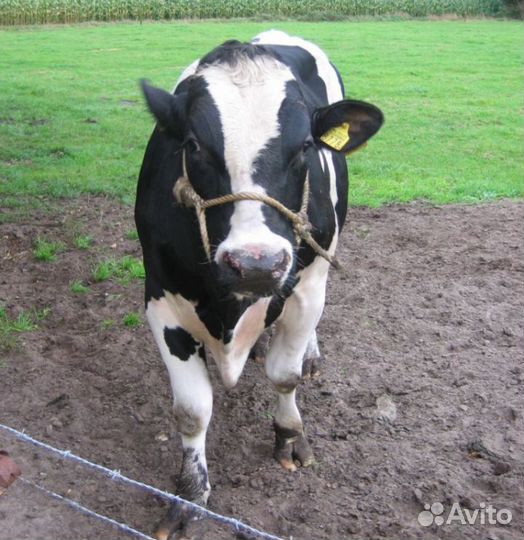 Бычки телята