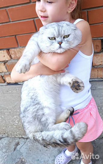 Шотландец кот на вязку вислоухий