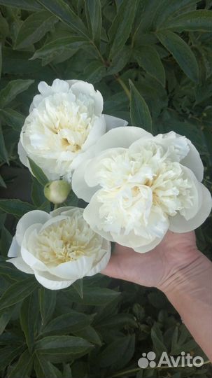 Белые пионы