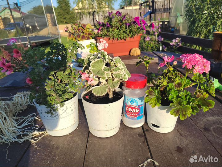 Мини гераньки сортовые