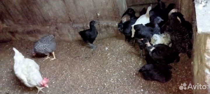 Цыплята китайские и помесь разный возраст