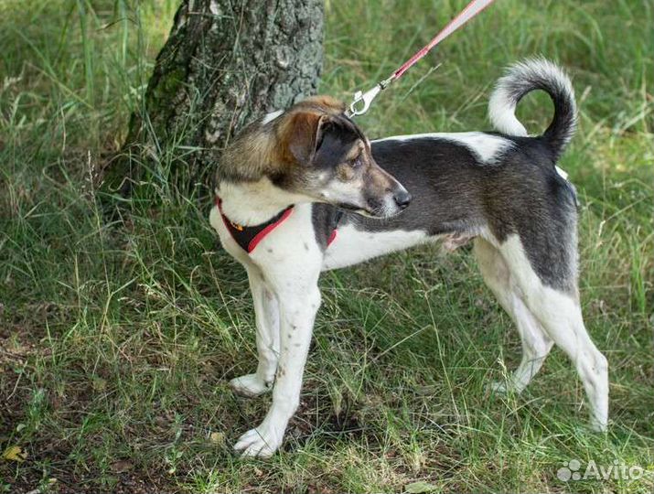 Щенок небольшого размера в добрые руки