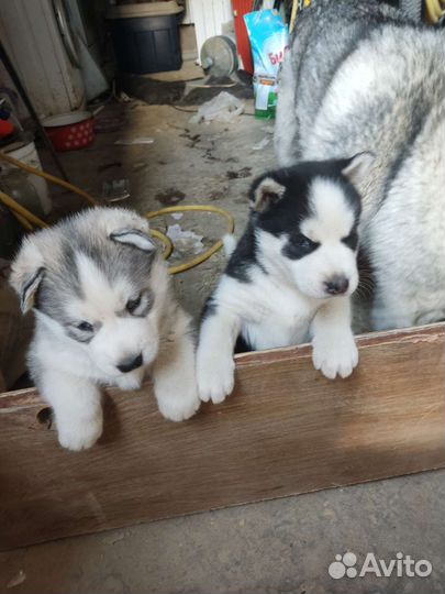 Сибирский хаски