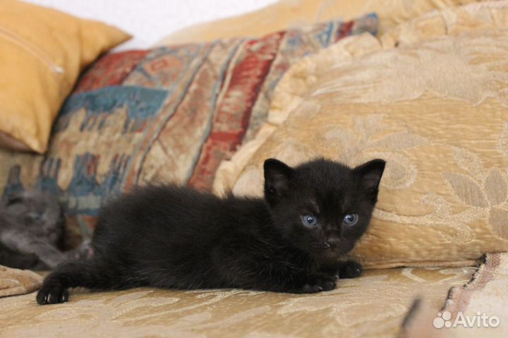 Котята в добрые руки бесплатно