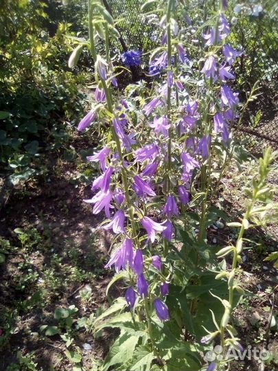 Колокольчик