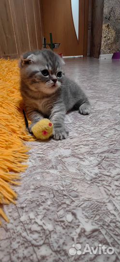 Шотландские вислоухие котята
