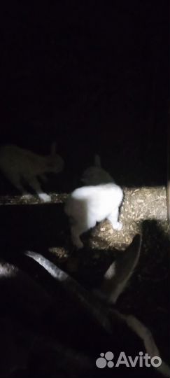 19.09.2023 заанеские козлики