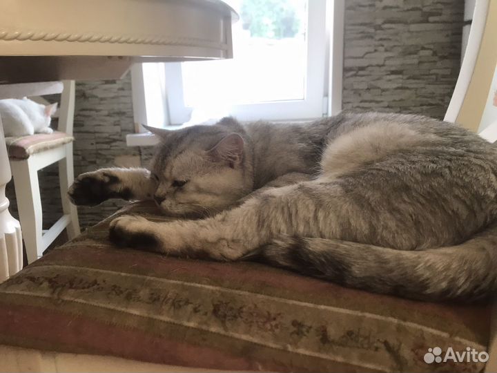 Шотландский кот вязка