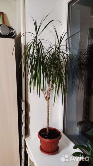Пальма Драцена