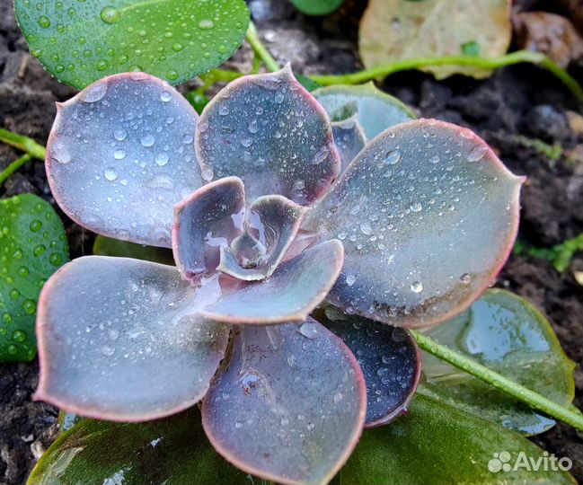 Суккуленты