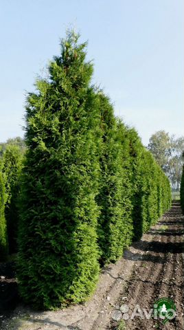 Туя Брабант артикул L-1035